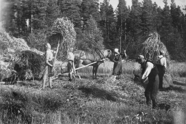 Työvelvollisia inkeriläisiä heinäpellolla jatkosodan aikana. Mustavalkoinen valokuva.