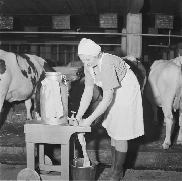 Huivipäinen ja esiliinaan pukeutunut hahmo, maitotonkka ja lehmiä navetassa. Mustavalkoinen valokuva.