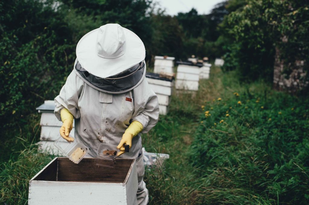 Mehiläishoitaja suoja-asussa mehiläisten pesälaatikon äärellä.