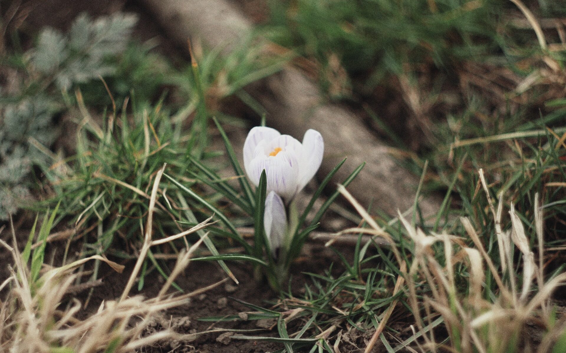 Nurmikon keskellä kasvava puhkeamaisillaan oleva valkoinen kukka.