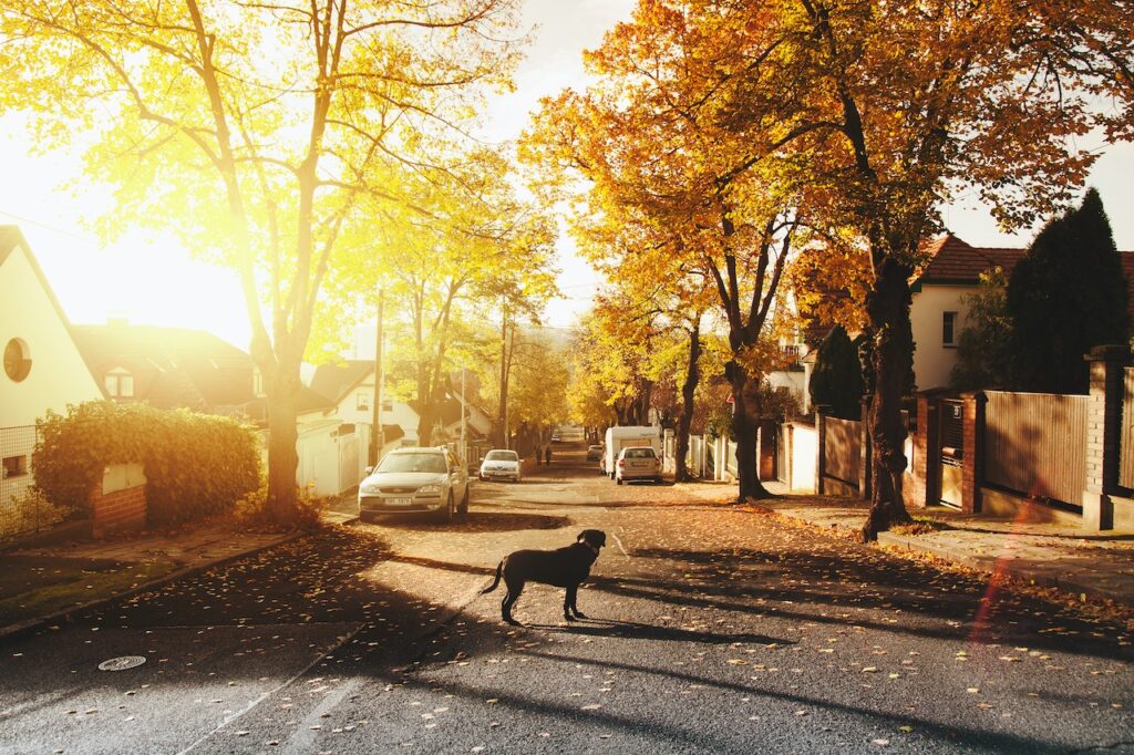 Maisema omakotitaloalueelta. Koira katsoo kamerasta poispäin ja kultainen auringonvalo siivilöityy puiden lehtien läpi. 