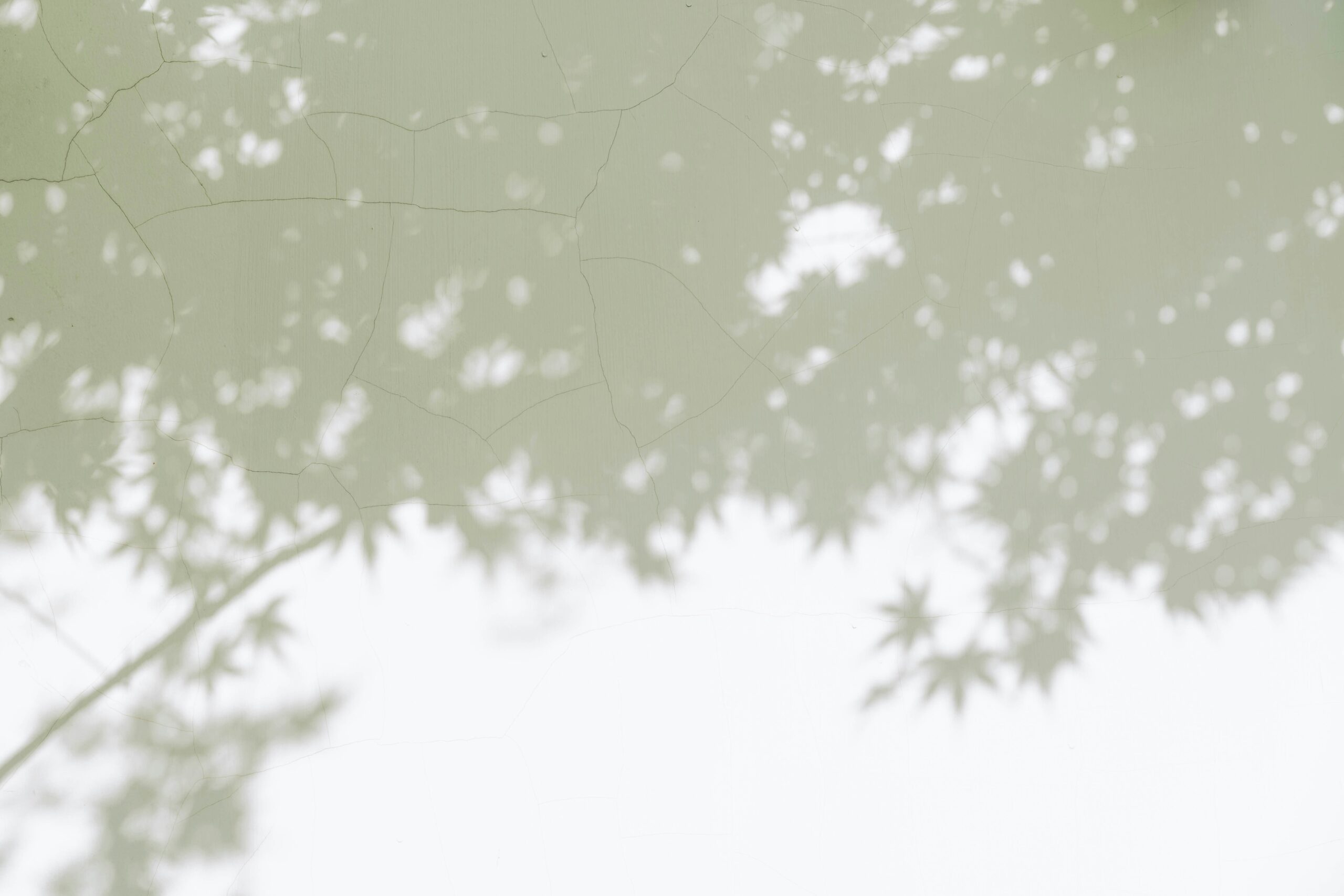 Kuva valkoisesta seinästä, joka on hieman rapistunut. Seinälle heijastuu puun varjo.