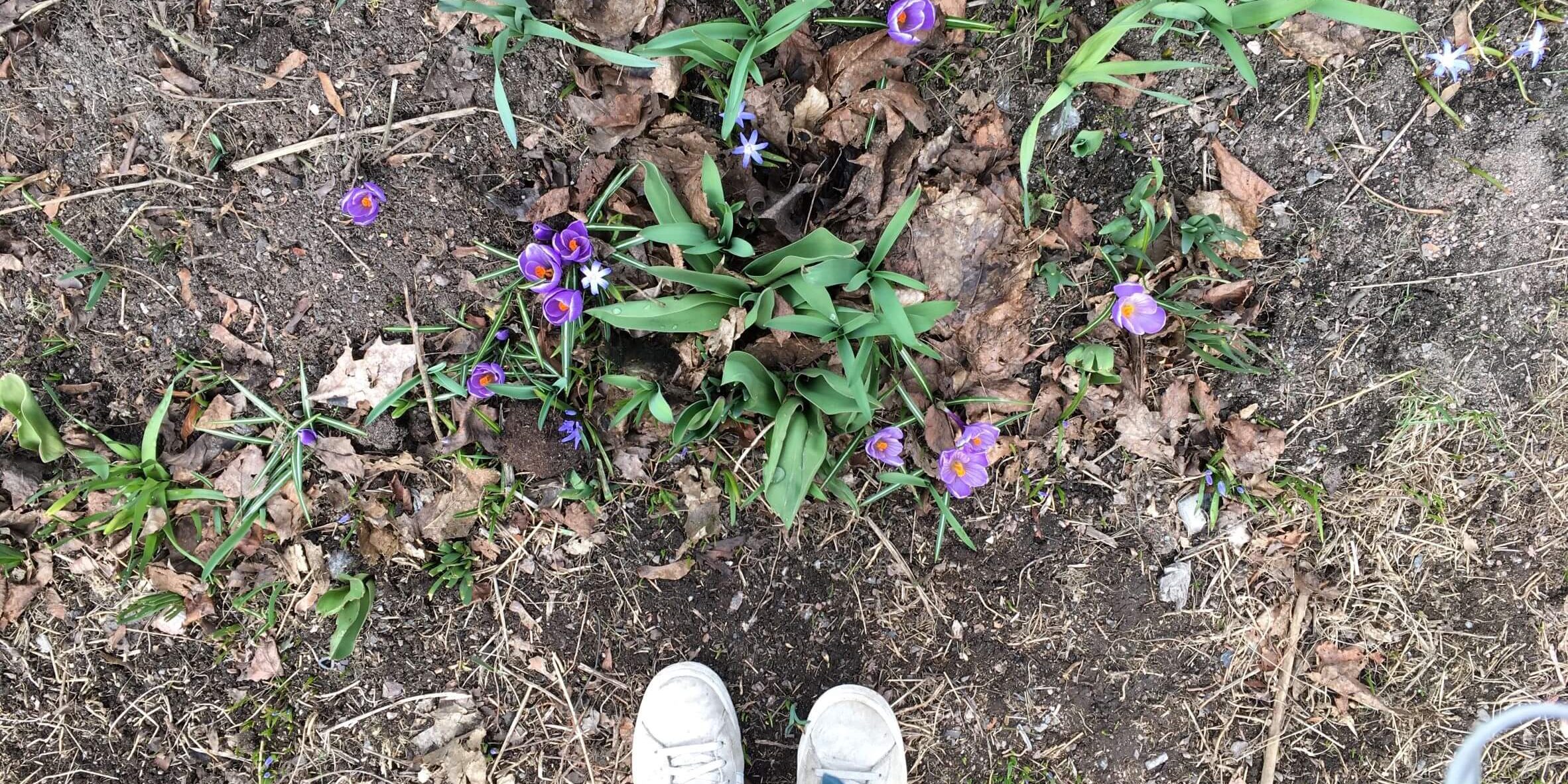 Vielä osittain paljaassa maassa kasvaa violetteja kukkia. Kuvassa näkyy myös kuvaajan kengät.
