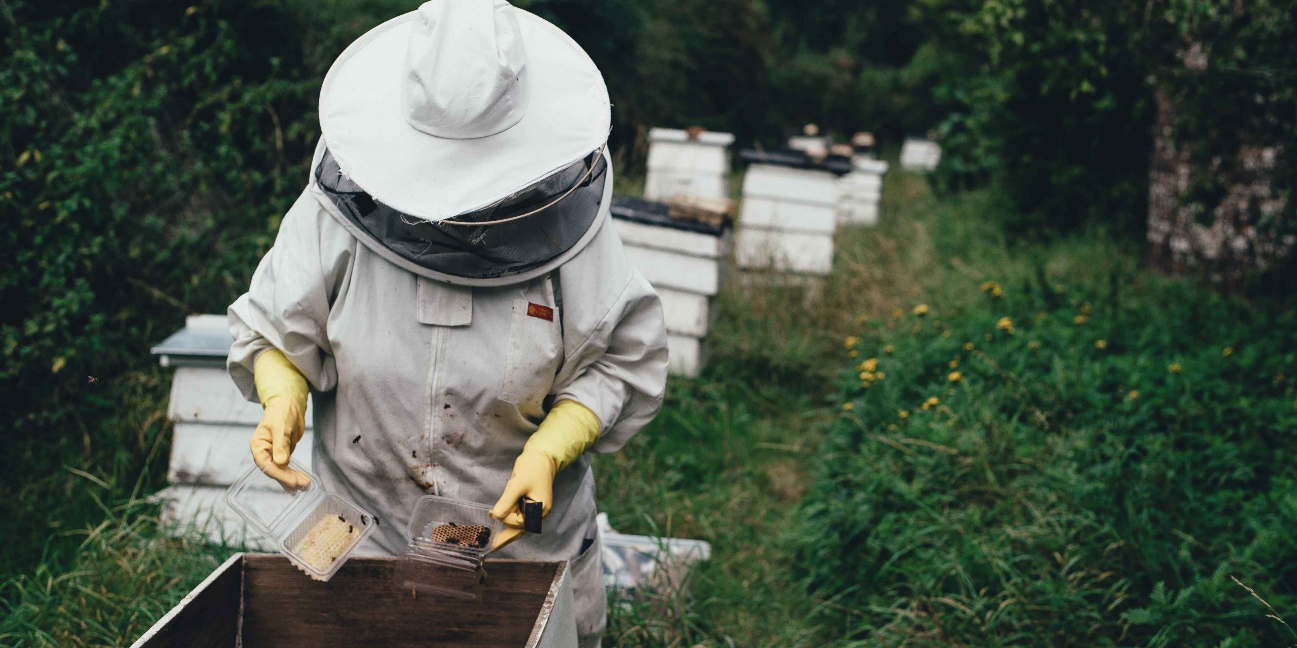 Mehiläishoitaja suoja-asussa mehiläisten pesälaatikon äärellä