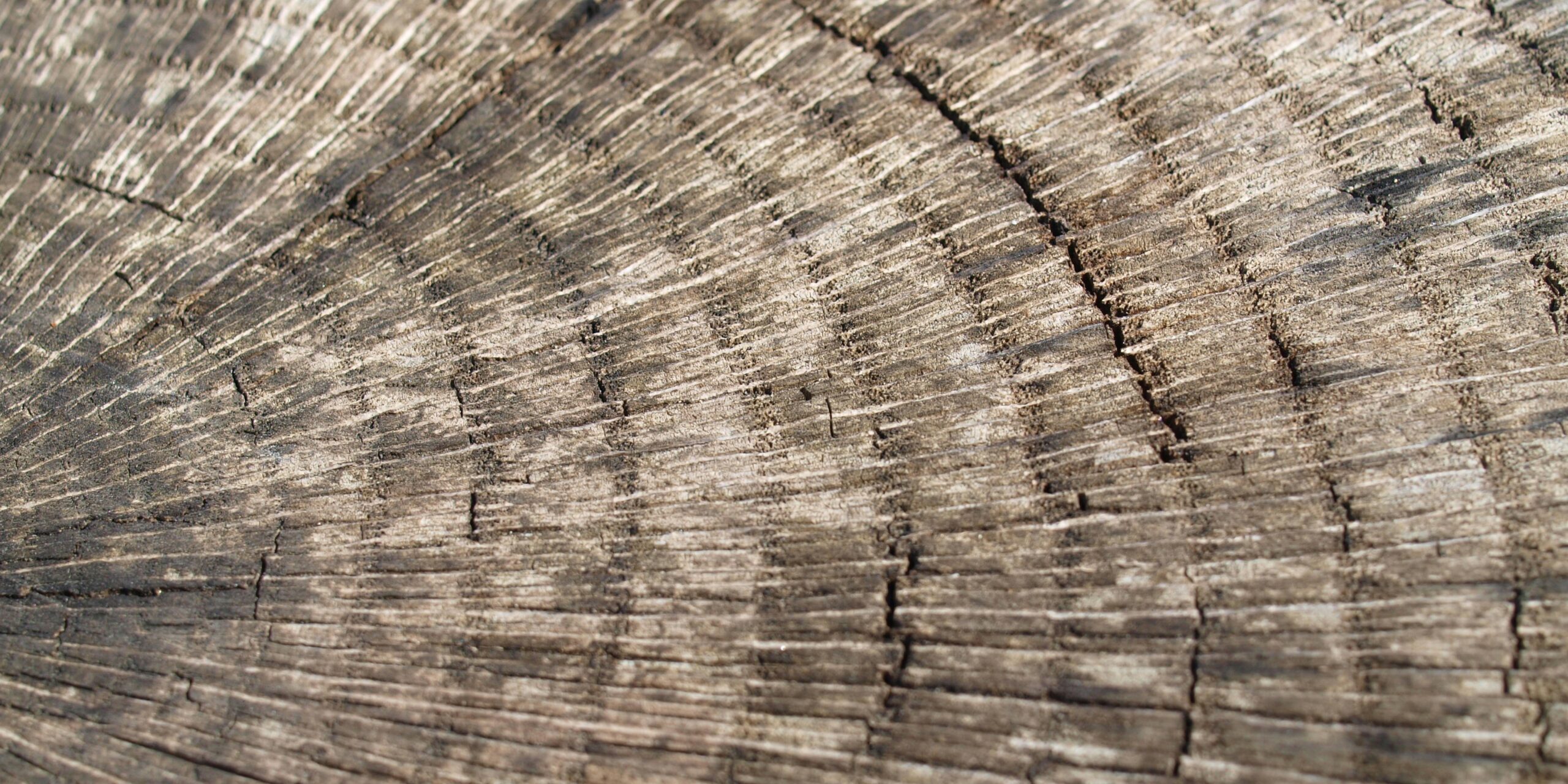Kuvassa on lähikuva puun katkaistusta rungosta, jossa näkyy vuosirenkaita.