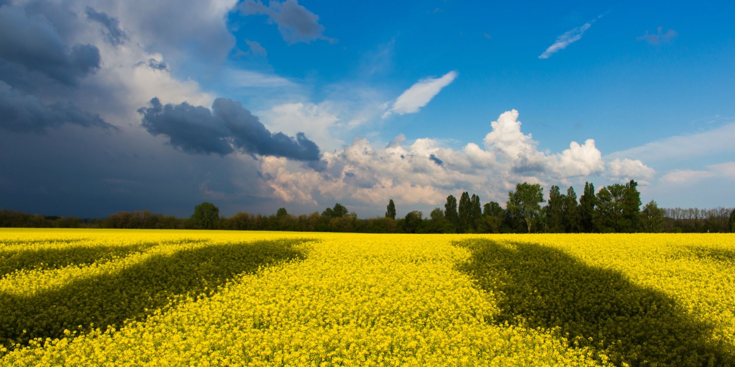 Sininen, osittain pilvinen taivas, joka luo varjoja alleen keltakukkaiselle pellolle. Maiseman värit vastaavat Ukrainan lipun värejä.