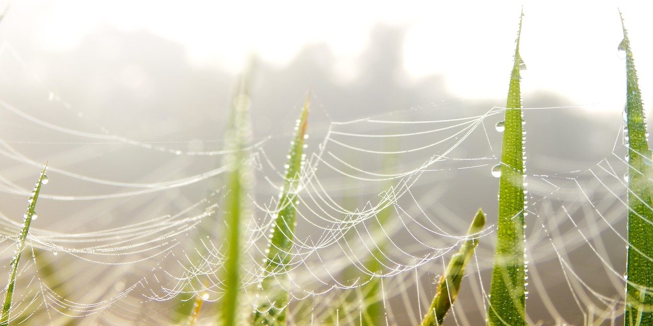 Hämähäkinverkkoa ruohikossa verkostomaisessa muodostelmassa.