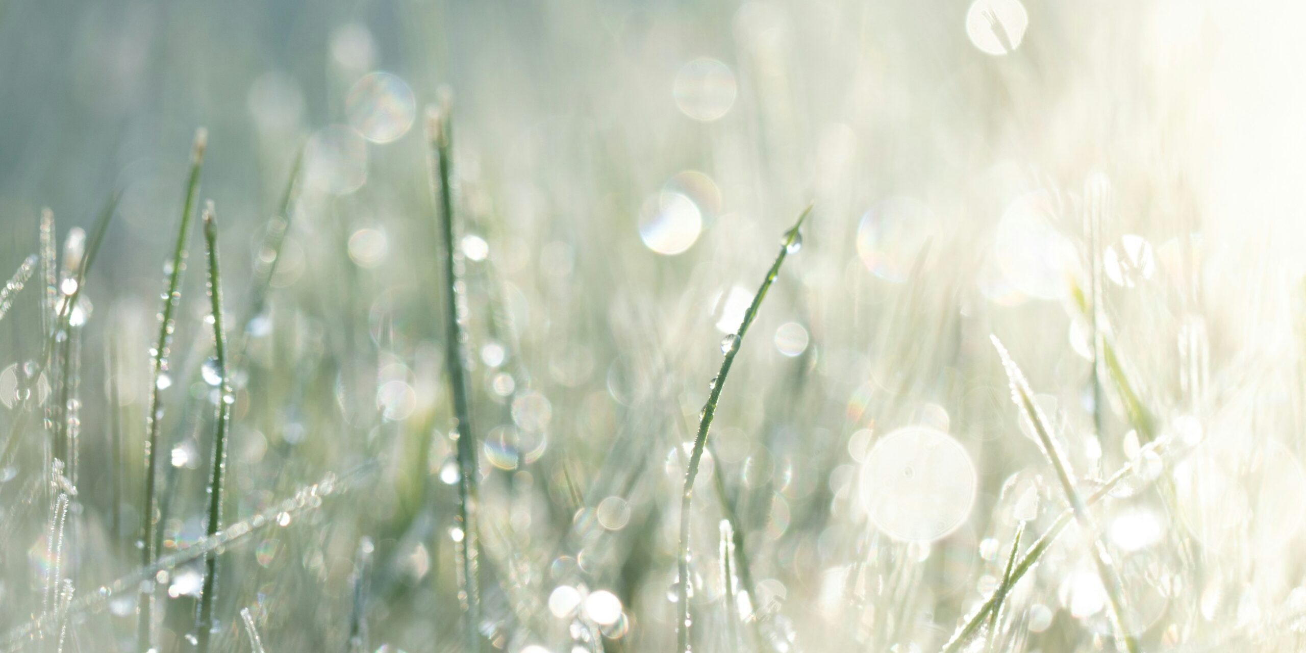 Vaalea ja kirkas kuva, jossa ruohovartisilla kasveilla on kastepisaroita.
